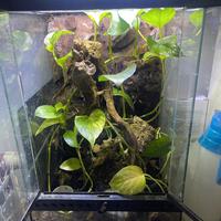 Geco Ciliatus Femmina in Teca EXOTERRA