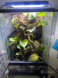 Geco Ciliatus Femmina in Teca EXOTERRA