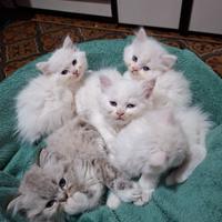 Gattini Persiano/ragdoll