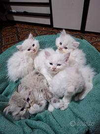 Gattini Persiano/ragdoll