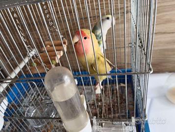 Coppia di Inseparabili