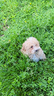 drake-cucciolo-di-maltipoo
