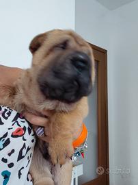 sharpei 