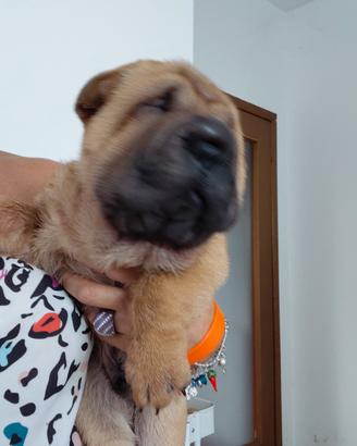 sharpei 