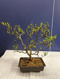 Bonsai falso pepe