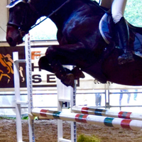Cavallo scuola e salto