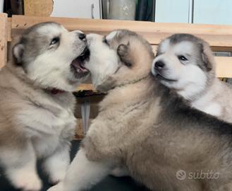 Cuccioli Alaskan Malamute