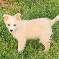 Cucciola tre mesi aspetta voi