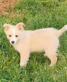 Cucciola tre mesi aspetta voi