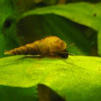 Melanoides tuberculata lumaca di acqua dolce acqua