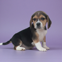 Beagle
