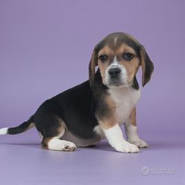 Beagle
