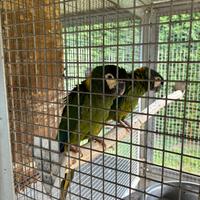 Primolius Auricollis