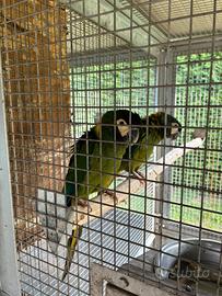 Primolius Auricollis