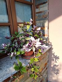 Vaso di Tradescantia Nanouk