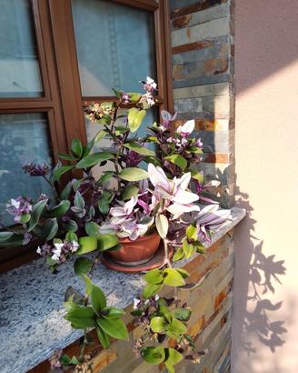 Vaso di Tradescantia Nanouk