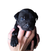 Staffordshire bull terrier