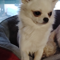 Dolcissimo Cucciolo di chihuahua maschio 11 mesi