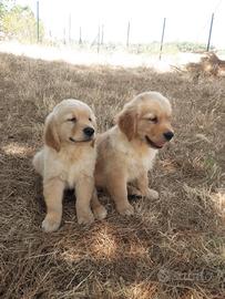 Cuccioli golden retriever