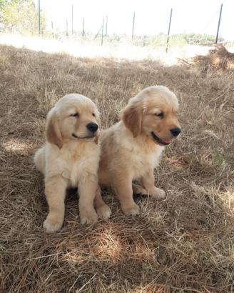 Cuccioli golden retriever