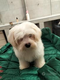 Maltese femm disponibile