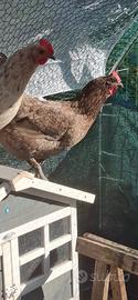 Gallina australorp blu