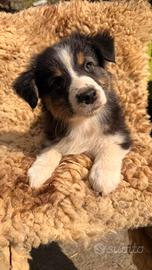Cuccioli Pastore Australiano