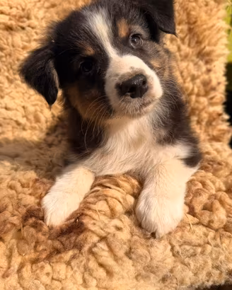 Cuccioli Pastore Australiano
