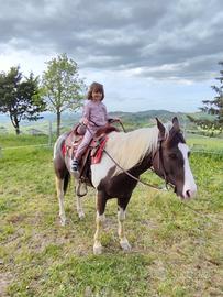 cavallo Paint horse