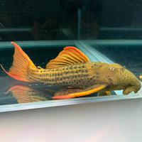 Coppia Pseudacanthicus Pirara Super Red Sao Felix