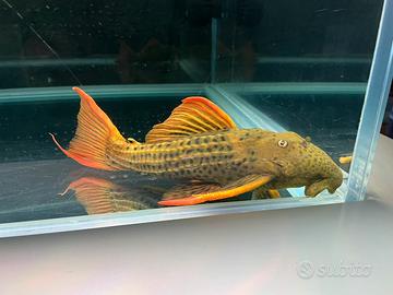 Coppia Pseudacanthicus Pirara Super Red Sao Felix