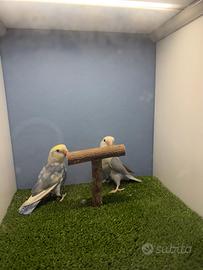 Inseparabili solo femmine giovani