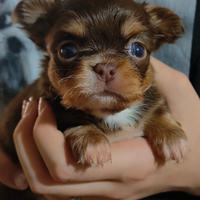 Cucciolo chihuahua maschio