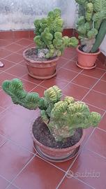 Trichocereus pachanoi f. cristata