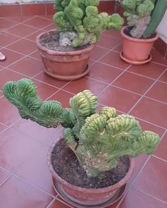 Trichocereus pachanoi f. cristata