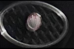 C3RCO GRIGLIA DELLO SCUDO ANTERIORE DELLO SCARABEO