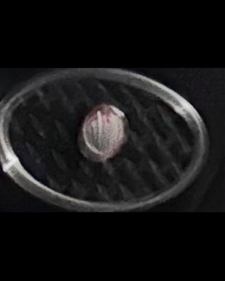 C3RCO GRIGLIA DELLO SCUDO ANTERIORE DELLO SCARABEO