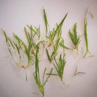 Piante acquario acqua dolce 