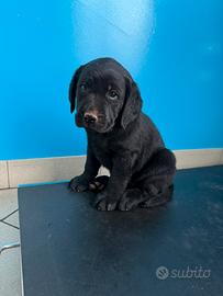 Cuccioli Labrador Retriver