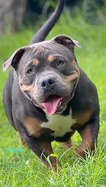 Bully pocket tricolor