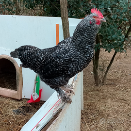 Gallo amrock faverolles