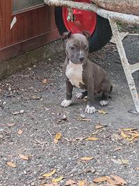 Cucciolo di Amstaff
