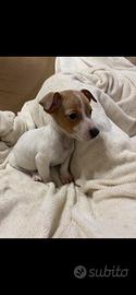 Cucciola di jack Russell