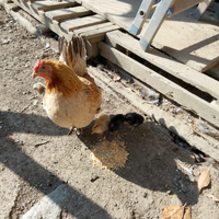 Galli e galline americane