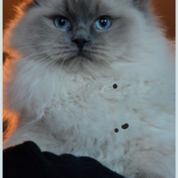 Rehoming e hosting gatte ragdoll giovani