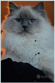 Rehoming e hosting gatte ragdoll giovani