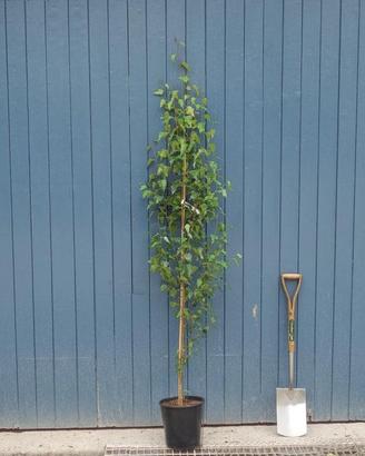 Betulla in vaso H250 cm