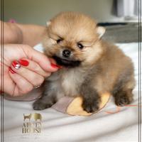 Adorabili Cuccioli di Pomerania