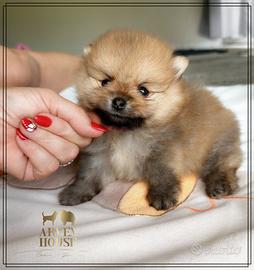 Adorabili Cuccioli di Pomerania