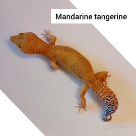Geco leopardino